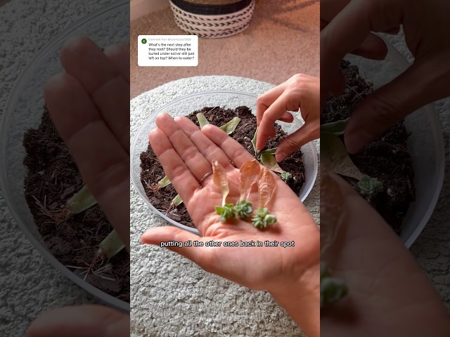 You’ve grown your succulents leaves, now what? #plantcare #succulent #propagation class=