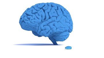 Mouse Brain vs Human Brain