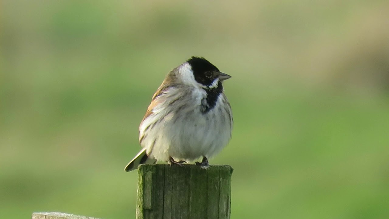 200207#25 Reed Bunting 