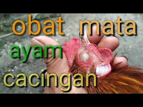 Cara mengobati cacing mata pada ayam