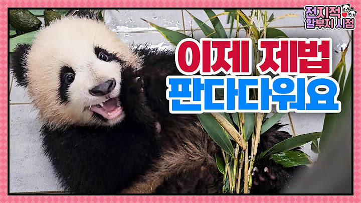 (SUB) Baby Twin Pandas Play Around With Camera🐼│Panda World