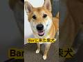 カッコつけたいお年頃です。 #柴犬