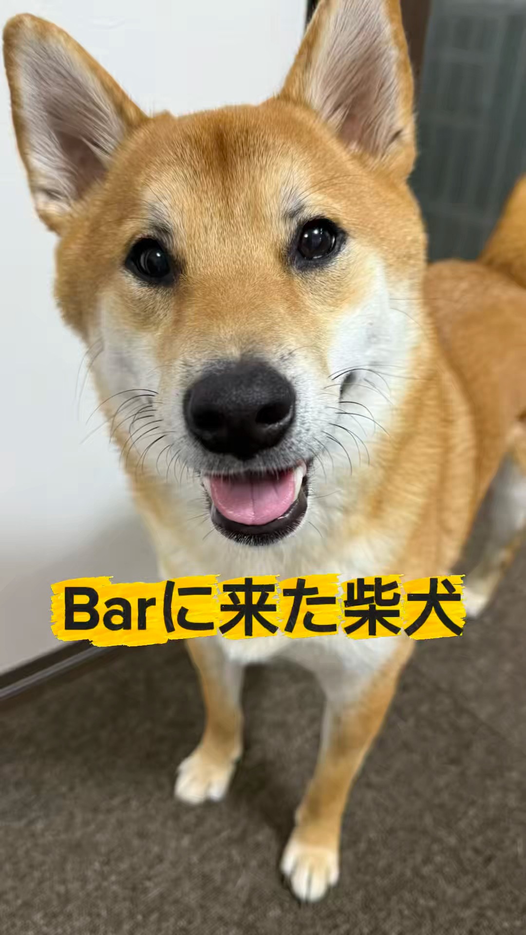 カッコつけたいお年頃です。 #柴犬 - YouTube