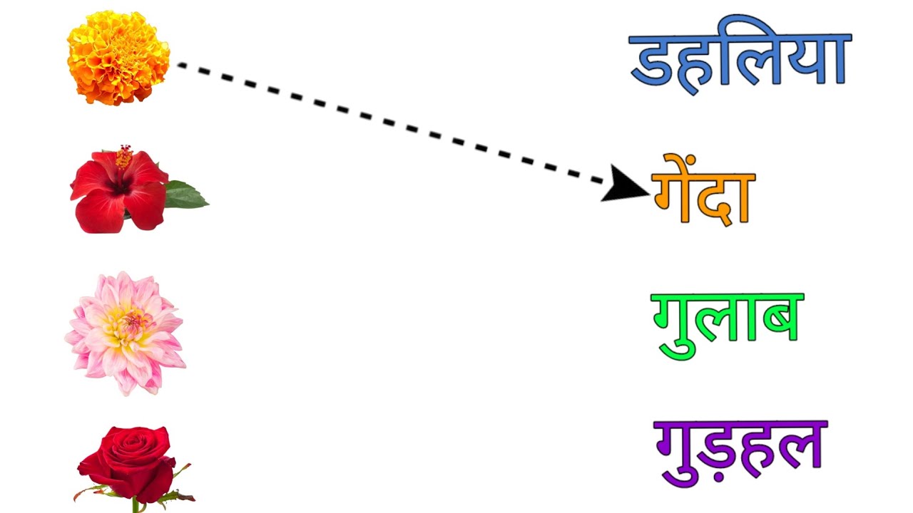 Flower Flowers Flower name Flower name for kids lkg ukg evs worksheet YouTube