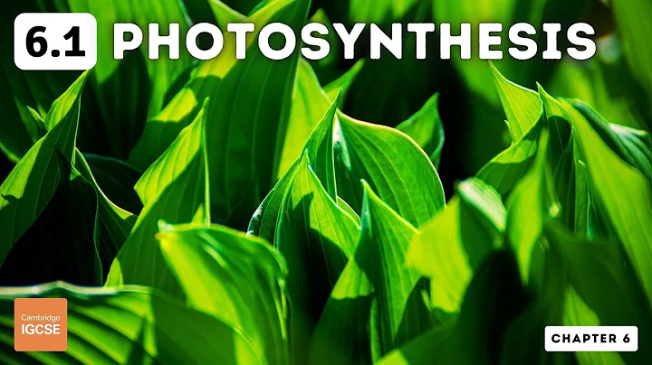 IGCSE Biology - Photosynthesis (6.1)