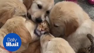 Adorable moment Golden retriever puppies lovingly lick ginger CAT!