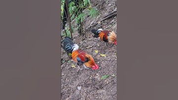 gà rừng siêu đẹp.qaib qus zoo nkauj