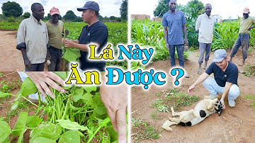 Đông Paulo || Lá Này Mà Cũng Ăn Được Sao ? Quay Trở Lại Bản Cũ Vào Mùa Mưa Sẽ Như Thế Nào ???