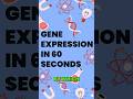 Gene Expression Simplified DNA To Protein Gene Expression Simplified DNA To Protein