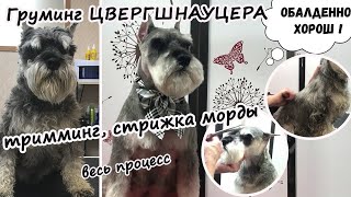 Груминг цвергшнауцера: тримминг,  стрижка морды, весь процесс. №1. Уроки груминга. Зоосалон у Мишки.