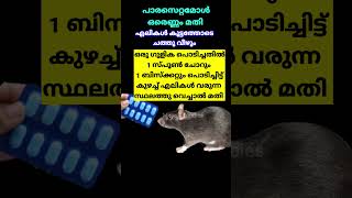 How To Get Rid Of Rats Easily