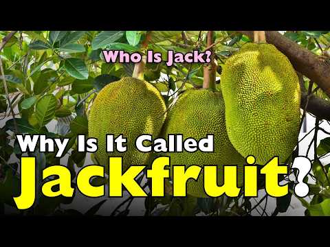 Who Really Was 'Jack' in Jackfruit? It’s Not What You Think!
