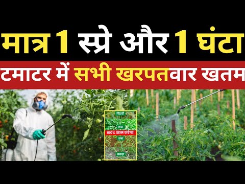टमाटर में सभी प्रकार का खरपतवार 1 घंटे में खतम | टमाटर को कुछ भी नहीं होगा |weed killer for tomatoes