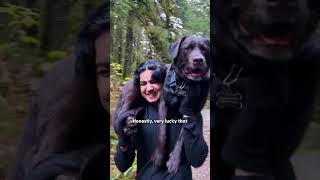 family carries their injured lab 7 kilometers down mountain