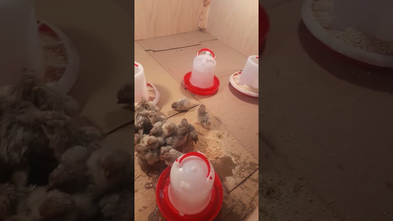 لحظة خروج الكتاكيت من الفقاسه وكيفية الاستقبال من عمر يوم