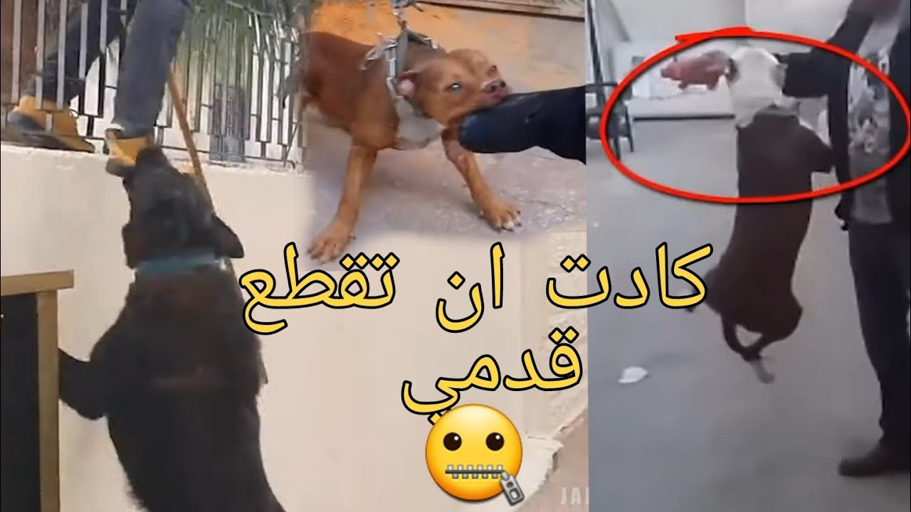 اخطر حوادث مع الكلاب مع جمال العمواسي