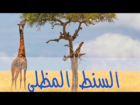 الصف الرابع الإبتدائي علوم أشجار السنط المظلي 2023