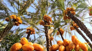 Harvesting dates; an amazing and dangerous skill | The hidden secret of Dena nomad life 