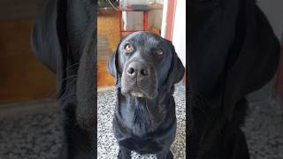 Download Lagu You \u0026 me...it's a forever kind of thing!!!! #dogfriends #petfriends #americanlabrador #laiko MP3