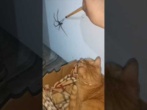 The Spider vs The Cat #TheManniiShow.com/series