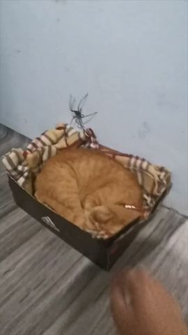 The Spider vs The Cat #TheManniiShow.com/series