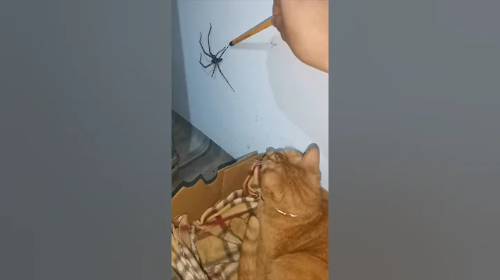 The Spider vs The Cat #TheManniiShow.com/series - DayDayNews