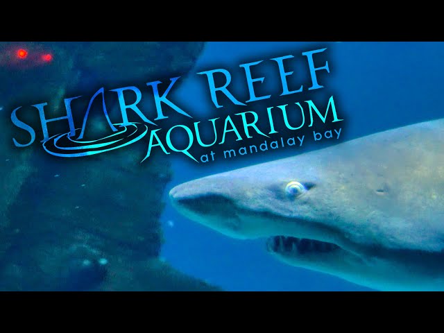 Las Vegas Aquariums: SeaQuest Las Vegas vs. Shark Reef at Mandalay