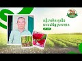 កម្មវិធីវឌ្ឍនភាពកសិករ ភាគទី ២៥១ ៖​​ គន្លឹះ​កសិករគួរដឹង ពេលដាំផ្លែស្រកានាគ