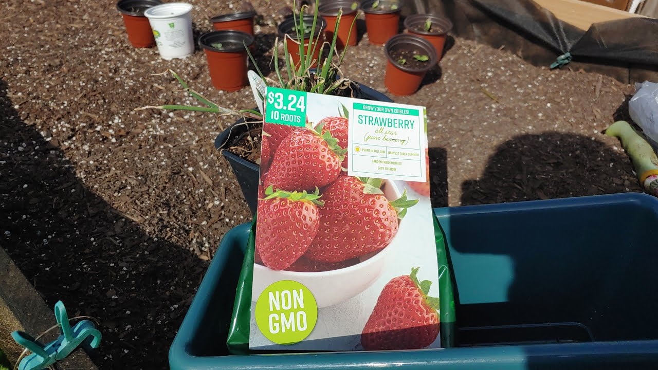 Planting All Star (June Bearing) Strawberry Roots! 🍓🍓