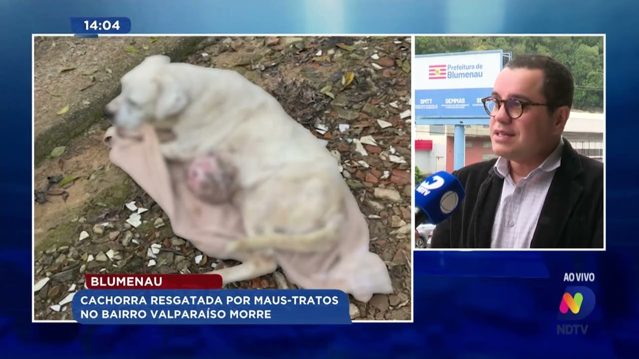 Prefeitura de Blumenau: vai instalar câmeras em pontos onde cachorros são abandonados - QTU Questões do Universo