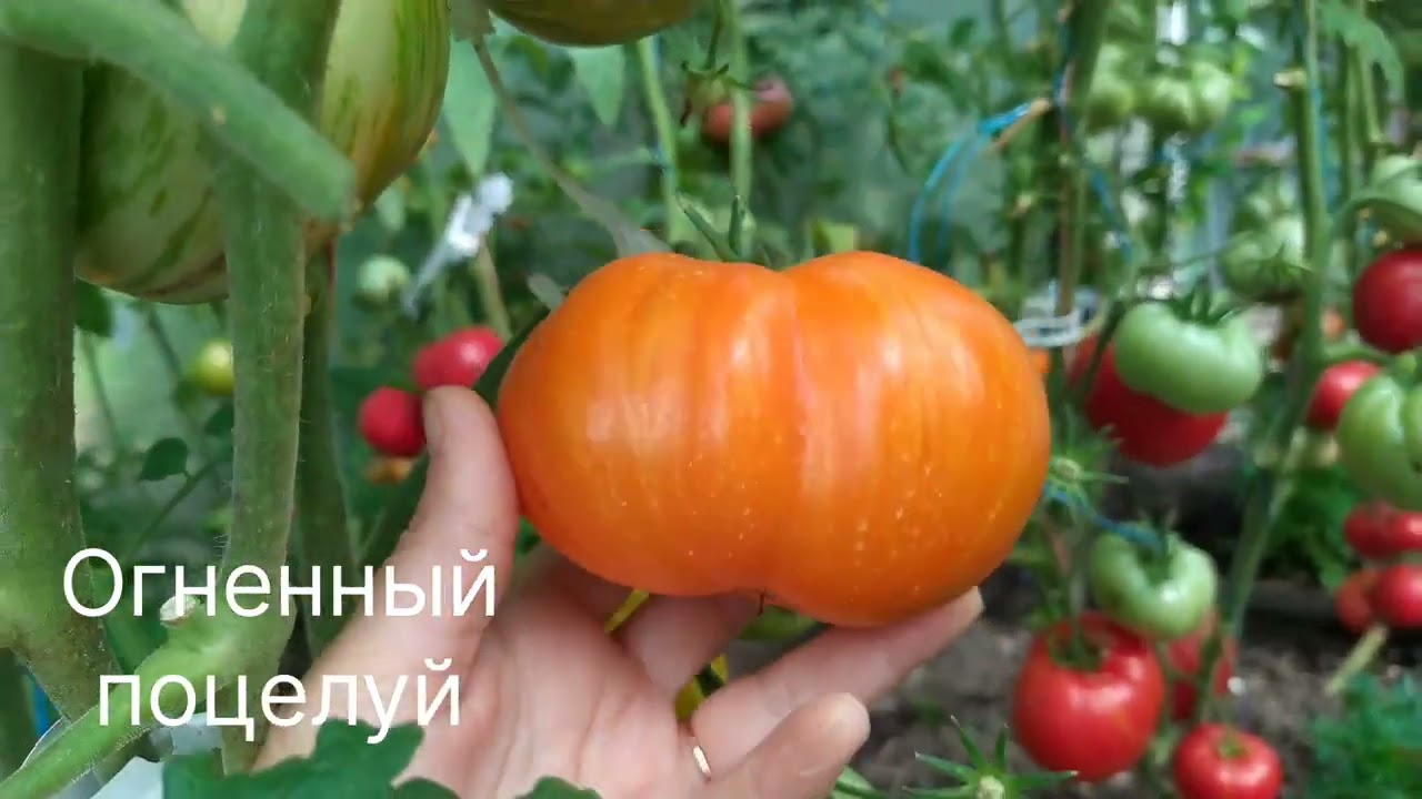 ТОМАТЫ КАЗАХСТАНСКИЕ, АЛИФИРОВА, КОЛЛЕКЦИОННЫЕ