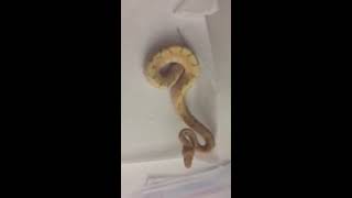 Famous Ball python collection and new addition!! Wealth