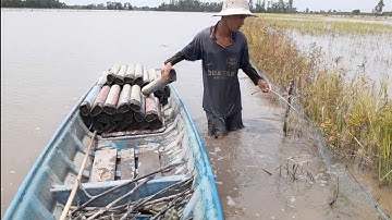 nghề đặc trúm lươn-mưu sinh mùa nước nổi