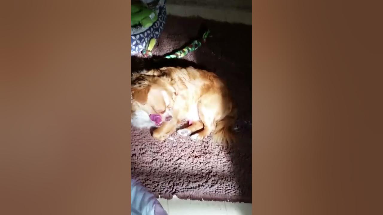 Red Rocket (dog jerks off) YouTube