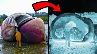 Weirdest Things Ever Found Inside Animals by BE AMAZED 336,434 views 1 month ago 25 minutes