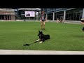 Josie | Lapponian Herder | Atlanta Dog Trainers | OverWatch K9 Academy