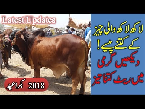 lakh lakh ki beauties sahiwal cow sahiwal bull for eid qurban
