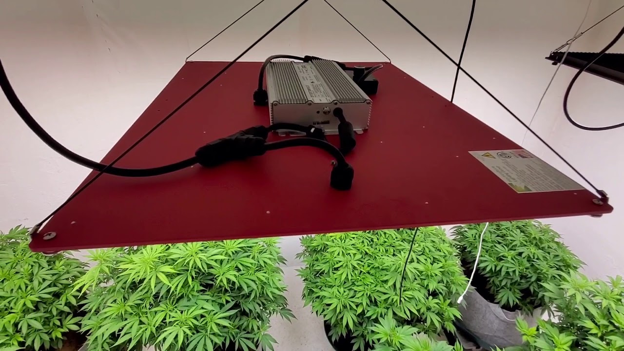 Sundae Punch, Blue Dream, Strawberry Lemonade & Orange Sherbert  L.E.D light grow. Time to flower