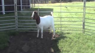 Lot 12 PCG D211
