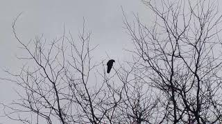 Random Bird in a Tree