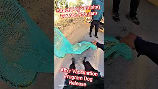 After Vaccination Dog Release #dog #release #streetdogrevival #pets #ytviral #shorts #animals
