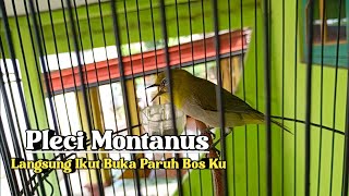 TERAPI PLECI AGAR BUKA PARUH ‼️ Pleci Monty Lokal Wilis