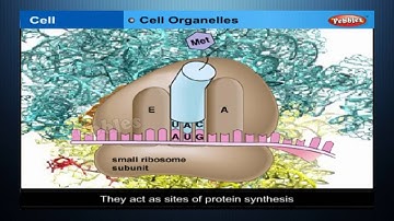 Cell | Class 8th CBSE Biology | NCERT | CBSE Syllabus | Animated Video