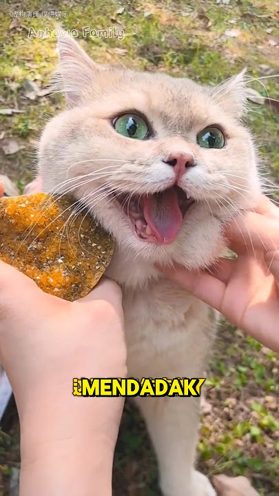 Milo the lucky cat #shorts #cat