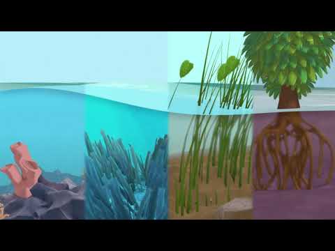 Video: Vad är klimatet i våtmarksbiomen?