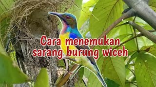 Cara menemukan sarang burung wiceh/kolibri kelapa