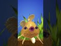 fischtanz isch fisch wie isch fisch fisch isch so isch #maracwa #maracwatv #memes #funny #trailer
