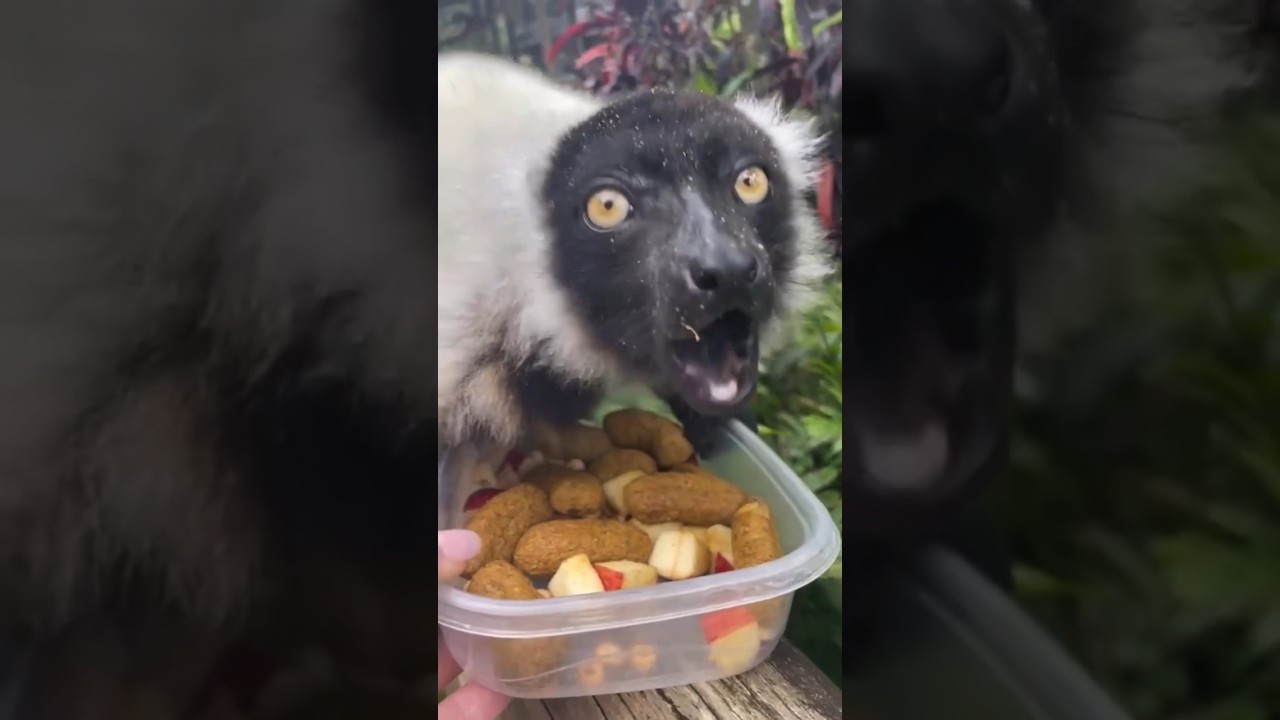 Lunch 🥗 with our Black-and-white ruffed lemur