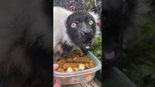 Lunch 🥗 With Our Black-And-White Ruffed Lemur