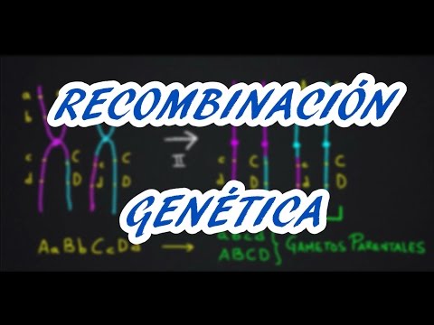 Video: ¿Cuál es la diferencia entre recombinación y cruzamiento?